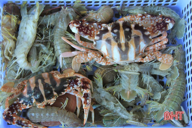 Mực được mùa được giá, ngư dân cửa biển Hà Tĩnh vui như hội