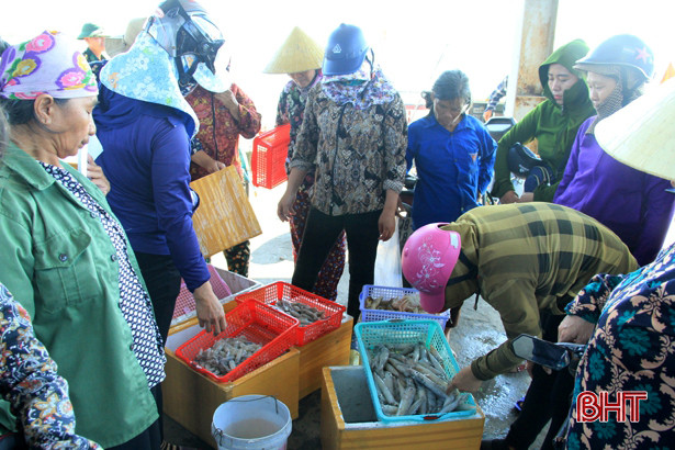 Mực được mùa được giá, ngư dân cửa biển Hà Tĩnh vui như hội