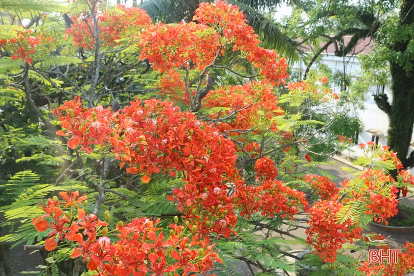 Tuổi học trò xao xuyến mùa phượng đỏ