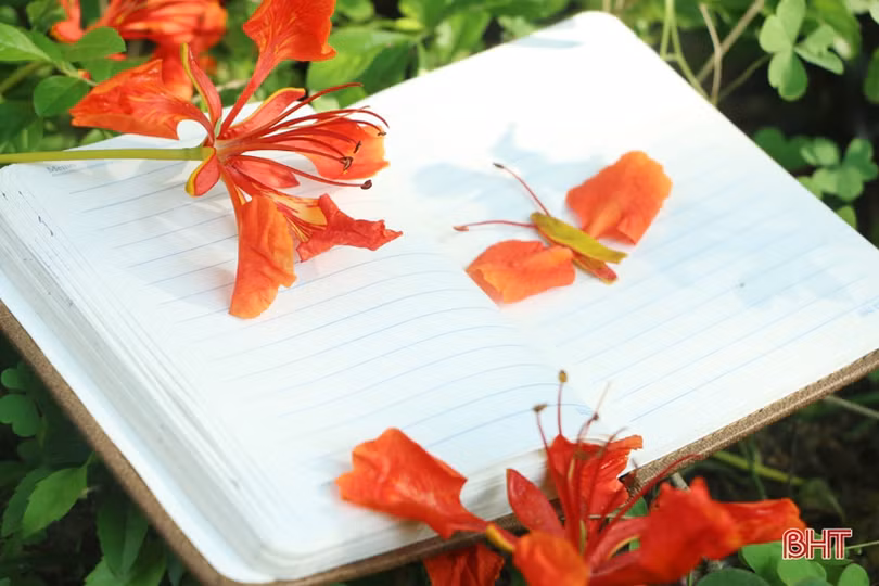 Tuổi học trò xao xuyến mùa phượng đỏ