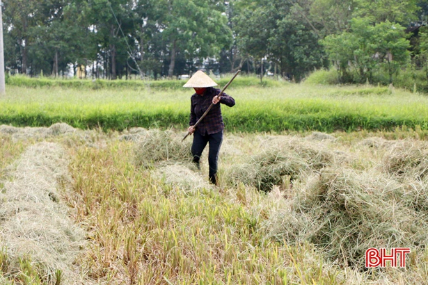 Nông dân Hà Tĩnh thu rơm, dọn ruộng, khởi động sớm vụ hè thu