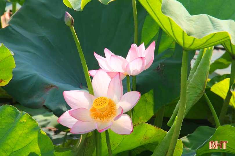 Hà Tĩnh rực rỡ mùa sen mừng sinh nhật Bác