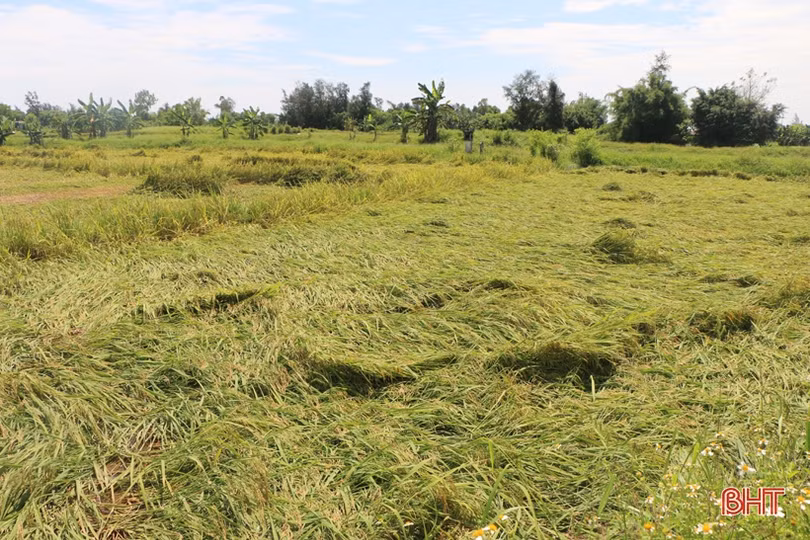  Hàng trăm ha lúa xuân ở Hà Tĩnh đổ ngã trước ngày thu hoạch