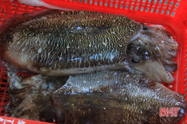 Mực được mùa được giá, ngư dân cửa biển Hà Tĩnh vui như hội