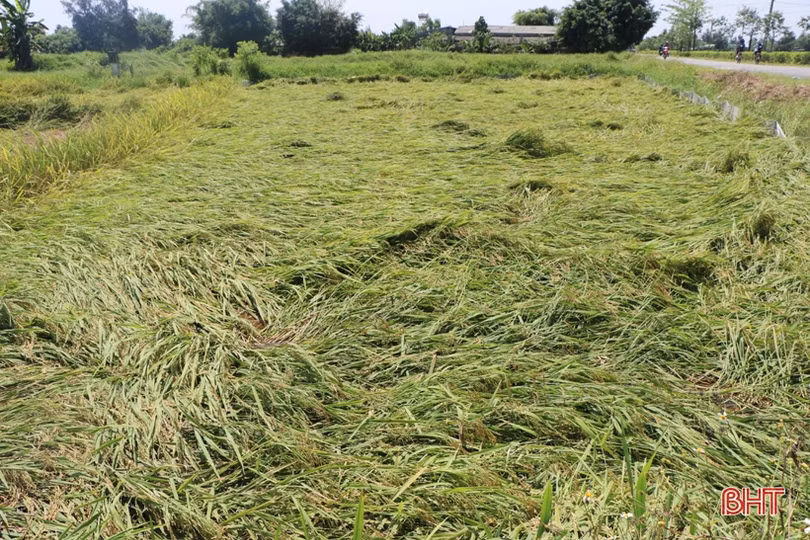  Hàng trăm ha lúa xuân ở Hà Tĩnh đổ ngã trước ngày thu hoạch