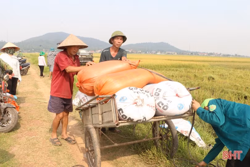 Nông dân Hà Tĩnh vào mùa gặt…