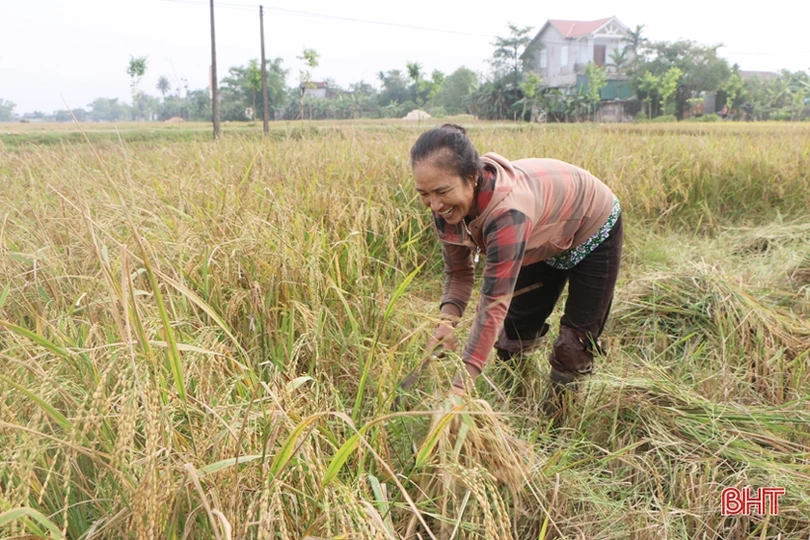 Nông dân Hà Tĩnh vào mùa gặt…