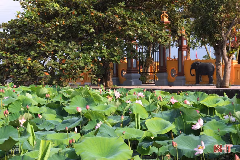 Hà Tĩnh rực rỡ mùa sen mừng sinh nhật Bác
