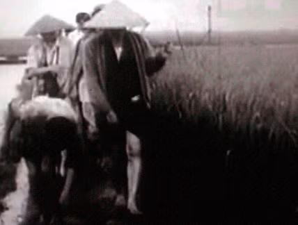 Chủ tịc Hồ Chí Minh đi kiểm tra đồng lúa Chủ tịc Hồ Chí Minh đi kiểm tra đồng lúa