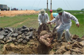 Huyện Can Lộc tiêu hủy lợn vận chuyển trái phép từ vùng dịch Nghệ An vào địa bàn