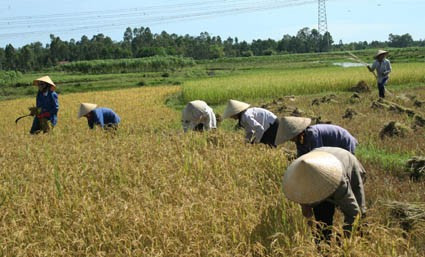 Nông dân Bắc Sơn vào vụ thu hoạch mới.