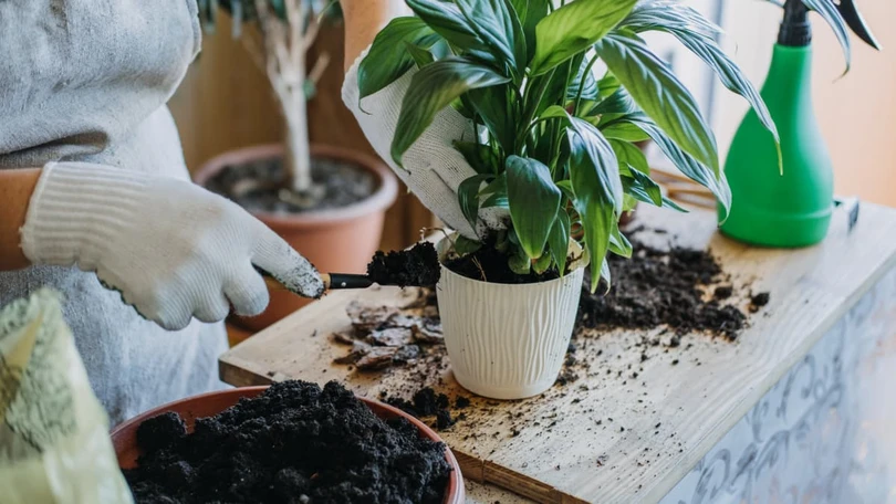 5 sai lầm mà rất nhiều người mắc phải khi trồng cây trong nhà