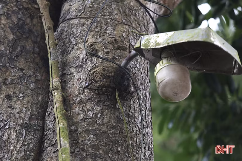 Hàng cây cổ thụ ở Đức Thọ bị đóng đinh, đẽo vỏ nham nhở