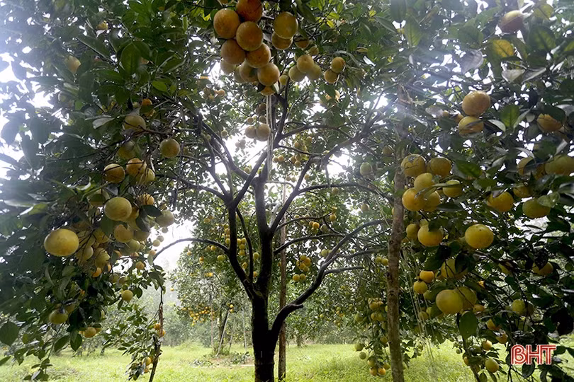 Ngắm những cây cam “siêu quả” ở Hà Tĩnh