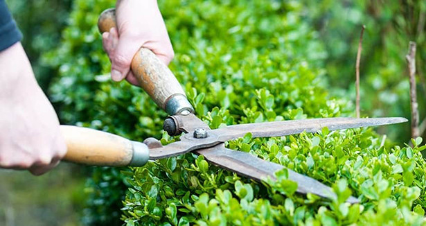 Dịch vụ chăm sóc và bảo dưỡng cảnh quan chuyên nghiệp