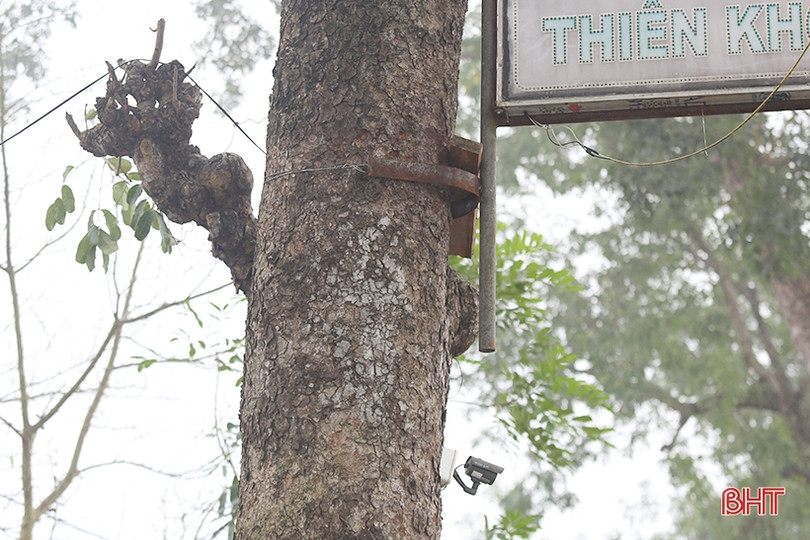 Hàng cây cổ thụ ở Đức Thọ bị đóng đinh, đẽo vỏ nham nhở