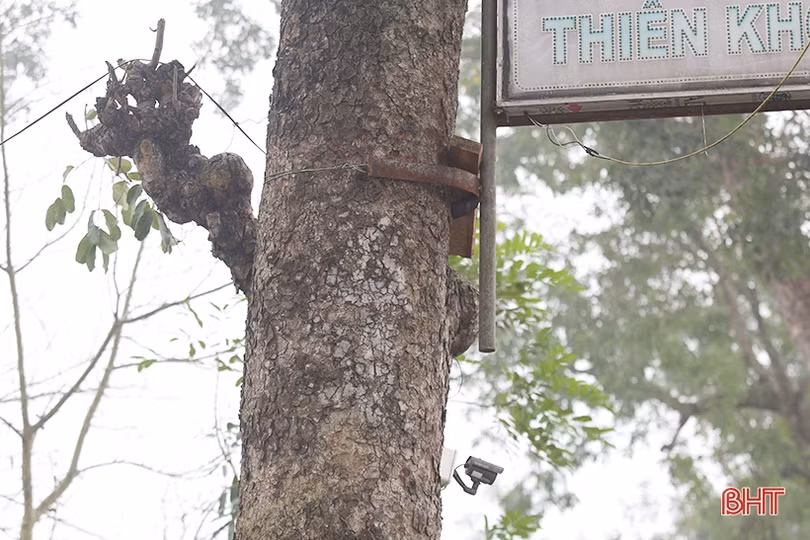 Hàng cây cổ thụ ở Đức Thọ bị đóng đinh, đẽo vỏ nham nhở