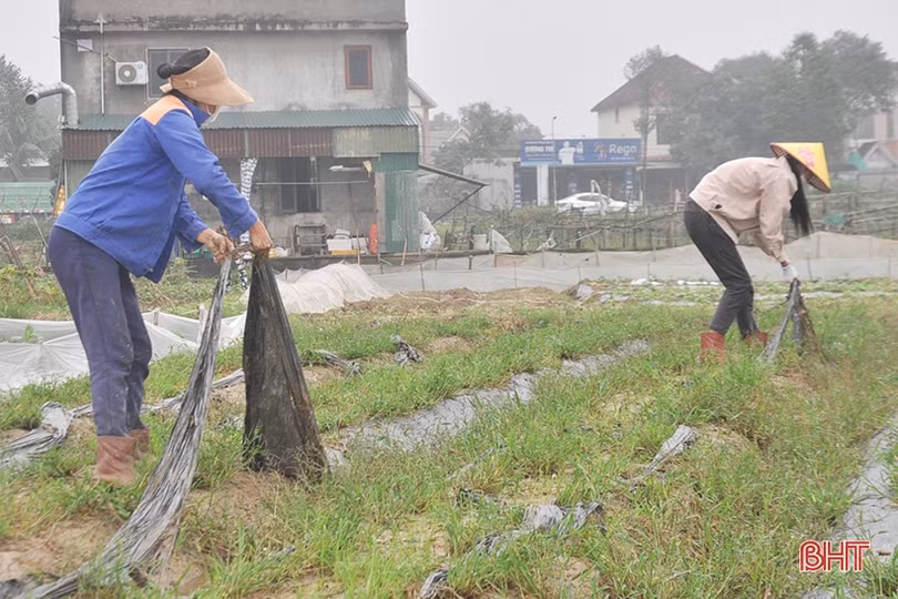 Các địa phương ở Hà Tĩnh đẩy nhanh tiến độ sản xuất vụ đông