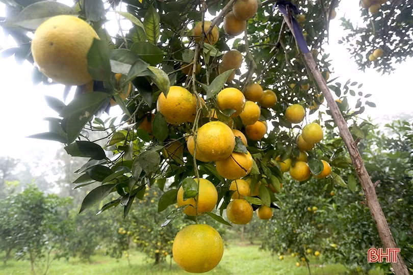 Ngắm những cây cam “siêu quả” ở Hà Tĩnh