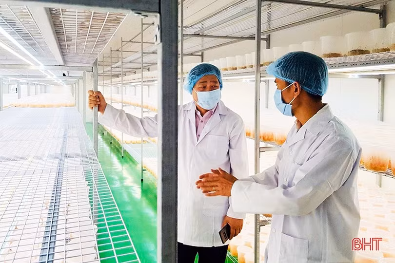 Biến đặc sản nhung hươu của Hà Tĩnh thành “thần dược”