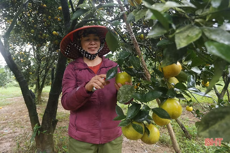 Ngắm những cây cam “siêu quả” ở Hà Tĩnh