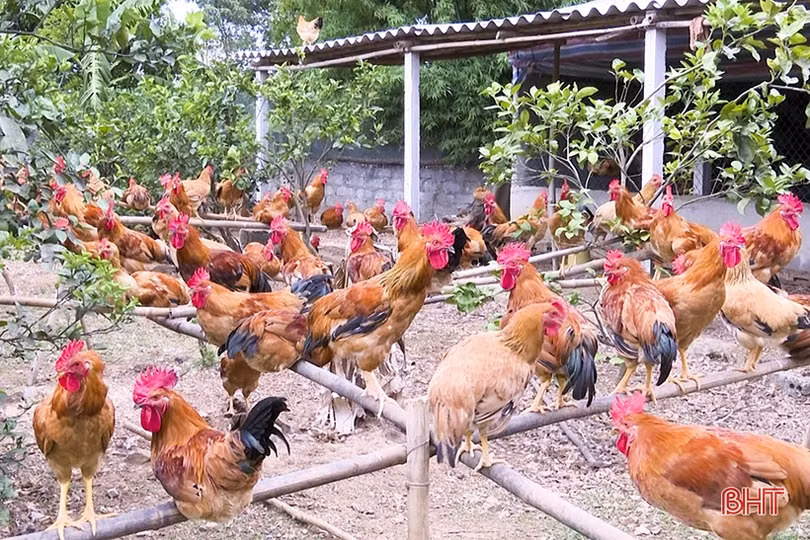 Cựu chiến binh xung kích trên “mặt trận” phát triển kinh tế