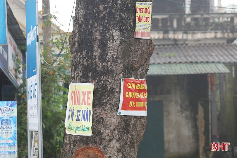 Hàng cây cổ thụ ở Đức Thọ bị đóng đinh, đẽo vỏ nham nhở