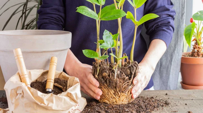 5 sai lầm mà rất nhiều người mắc phải khi trồng cây trong nhà