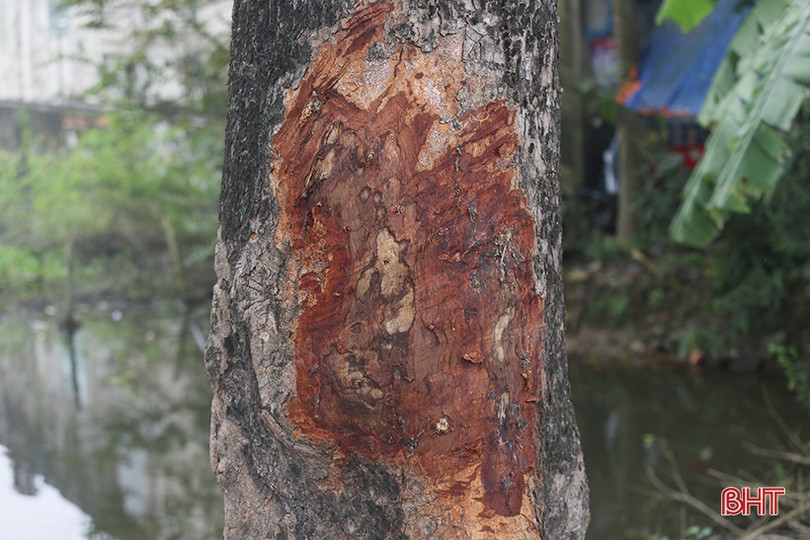 Hàng cây cổ thụ ở Đức Thọ bị đóng đinh, đẽo vỏ nham nhở