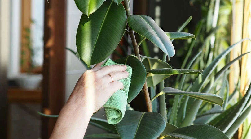 5 sai lầm mà rất nhiều người mắc phải khi trồng cây trong nhà