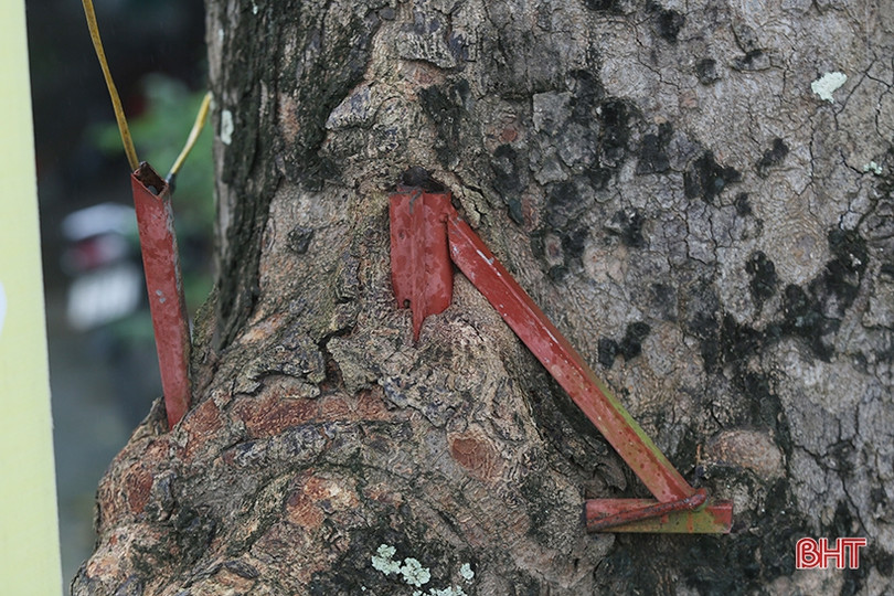 Hàng cây cổ thụ ở Đức Thọ bị đóng đinh, đẽo vỏ nham nhở