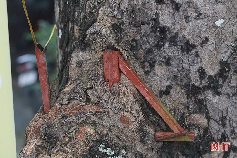 Hàng cây cổ thụ ở Đức Thọ bị đóng đinh, đẽo vỏ nham nhở