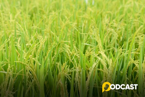 Podcast tản văn: Tháng Tư dịu dàng hương lúa