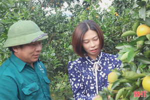 Đặc sản cam giòn Đồng Lộc vào mùa thu hoạch