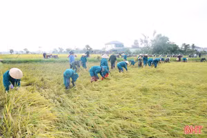 Chung tay hỗ trợ nông dân thu hoạch lúa xuân bị đổ ngã 