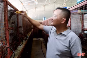 Nông dân Hà Tĩnh nâng cao thu nhập từ những vật nuôi ít người nghĩ tới