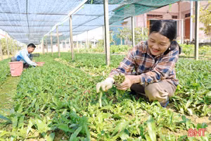 Nông dân Yên Hòa thu nhập khá nhờ trồng cây ngò gai