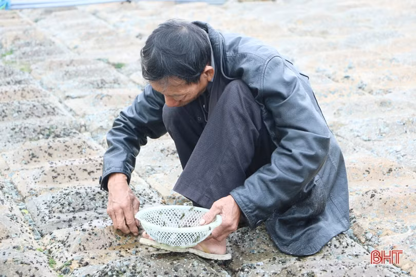 Theo chân người dân làng chài Cẩm Nhượng cào rong biển kiếm tiền triệu mỗi ngày