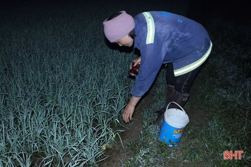 Trắng đêm “săn” cua đồng