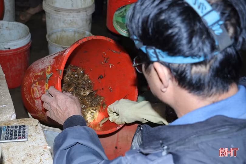 Trắng đêm “săn” cua đồng