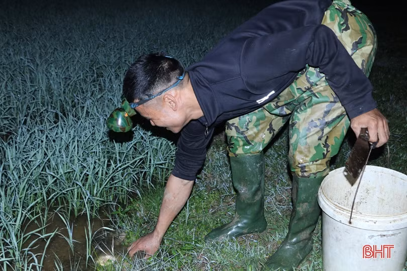 Trắng đêm “săn” cua đồng