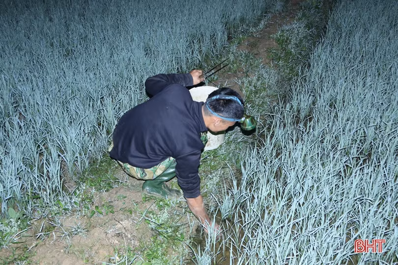 Trắng đêm “săn” cua đồng