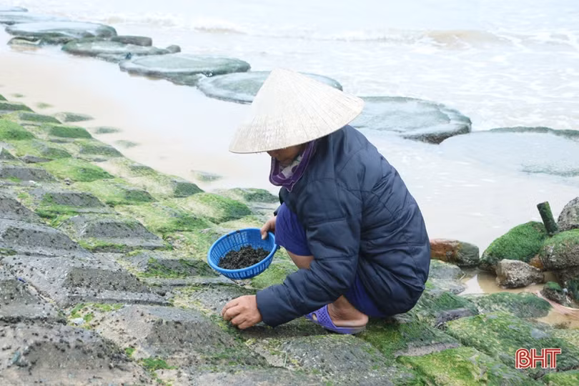 Theo chân người dân làng chài Cẩm Nhượng cào rong biển kiếm tiền triệu mỗi ngày