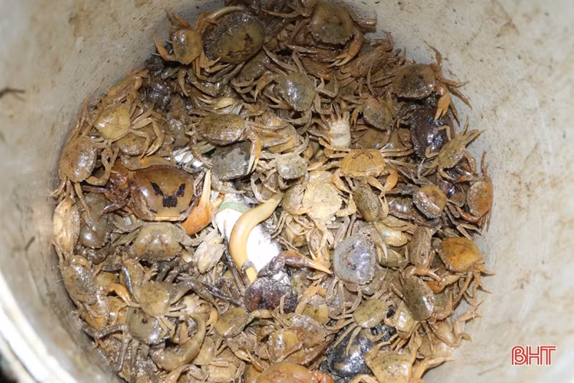 Trắng đêm “săn” cua đồng