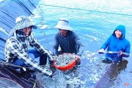 Hà Tĩnh thu hơn 410 tỷ đồng từ nuôi trồng thủy sản