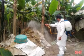 Xuất hiện 2 ổ dịch tả lợn châu Phi, xã Mai Phụ gấp rút ứng phó 