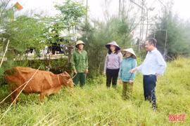 Hỗ trợ bò sinh kế cho hộ nghèo, cận nghèo ở xã Đông Kinh