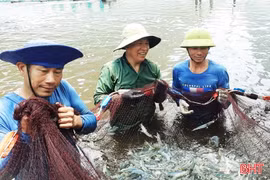 Lộc Hà phát huy lợi thế, nâng cao giá trị ngành thủy sản