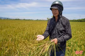 Nhiều diện tích lúa hè thu chín vàng nhưng hạt lép, nguy cơ mất trắng