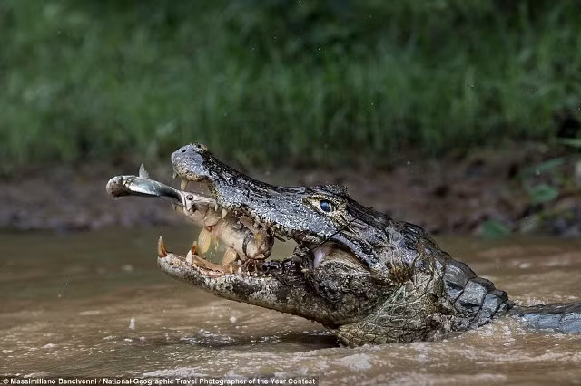 nhung buc anh an tuong cua national geographic 2016